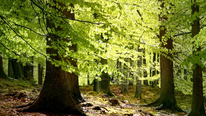 40 años de información económica forestal