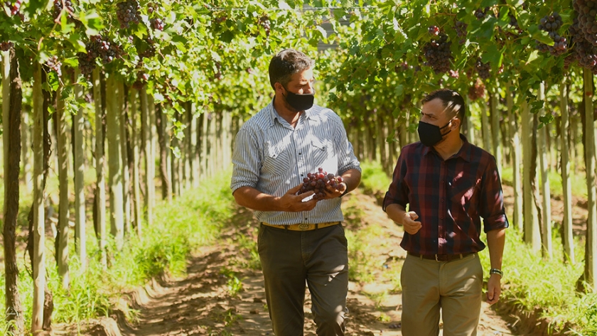 Comenzó la cosecha de uvas y tomates en Sol Puntano