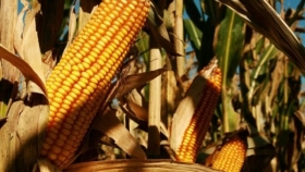 Ensayos comparativos de rendimiento de híbridos de maíz para grano Campaña 2020/2021