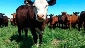 China podría convertirse en un mercado de mayor valor comercial para Argentina