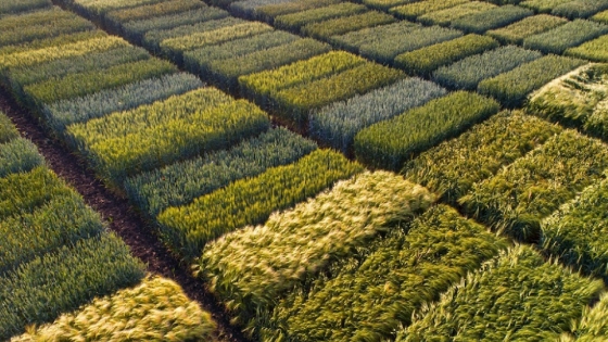 Ensayos virtuales: en qué consisten y cuáles son sus ventajas para la producción agrícola
