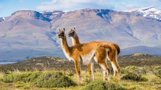 Superpoblación de guanacos en Santa Cruz: el desafío para la ganadería ovina