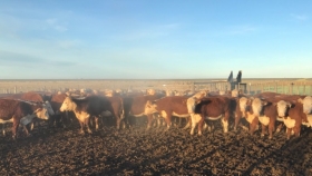 La fábrica ganadera argentina comenzó a quedarse sin nafta en un escenario de demanda firme