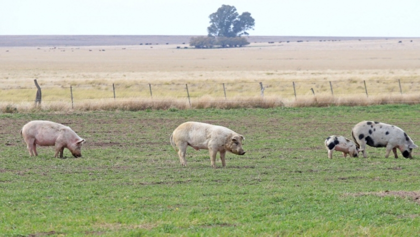 Agricultura amplió el beneficio del Programa de Fortalecimiento Productivo Argentino para productores porcinos recientemente restablecido