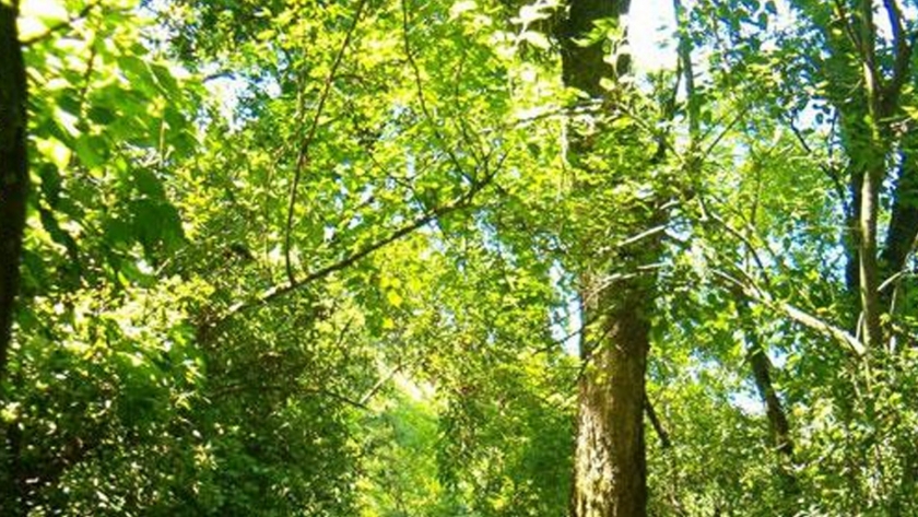 Reunión del Consejo Provincial de Bosques