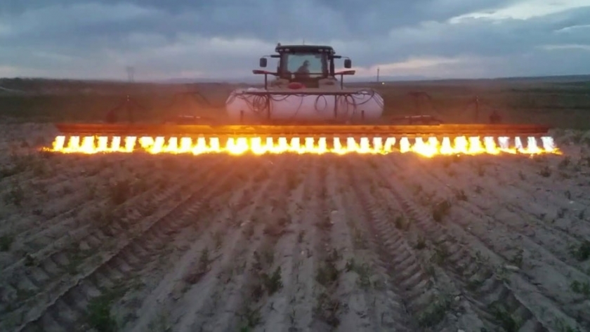 Tractores que lanzan llamas para el control orgánico de malezas