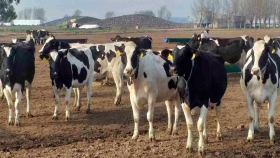 ¿Cómo prevenir afecciones podales en bovinos?