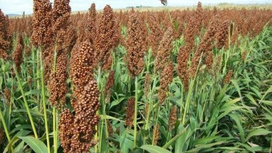 Sorgo: Argentina podría ser el tercer exportador mundial
