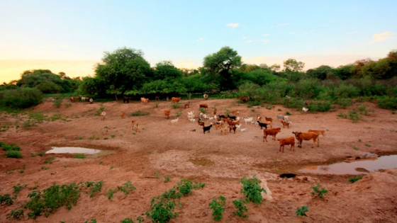 De las sequías a las inundaciones: un drama sin final en el Gran Chaco argentino