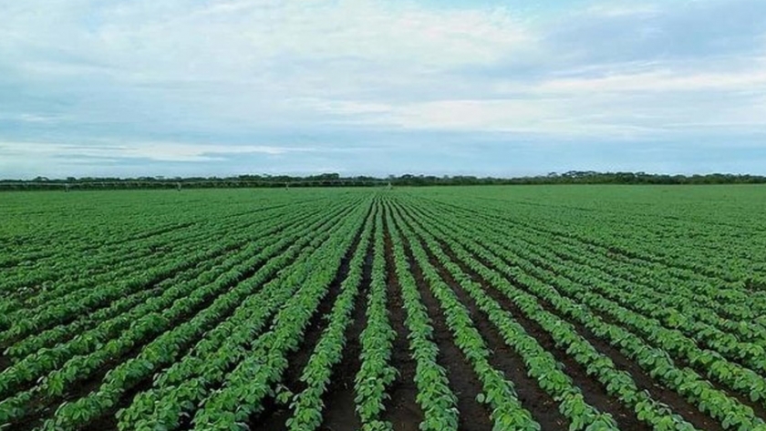 El cambio climático ayuda a Rusia a cultivar cultivos del "sur"