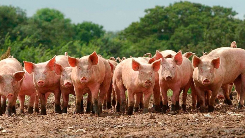 Mercado porcino: un sector con perspectivas de expansión