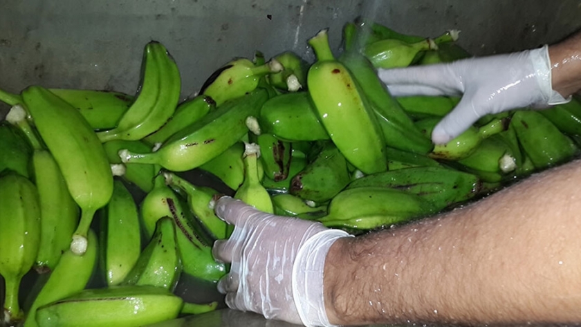 Investigadores elaboraron harina a partir de bananas de descarte