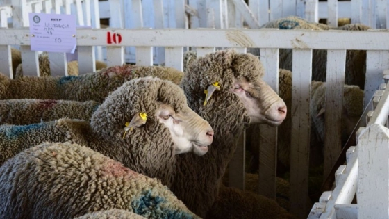Mesa Ovina Nacional: Sustentabilidad y aumentar el consumo de carne ovina son los objetivos