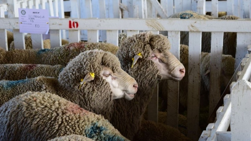 Mesa Ovina Nacional: Sustentabilidad y aumentar el consumo de carne ovina son los objetivos