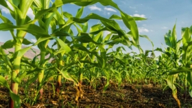 Debaten desarrollos para sumar más kilos a la producción de maíz