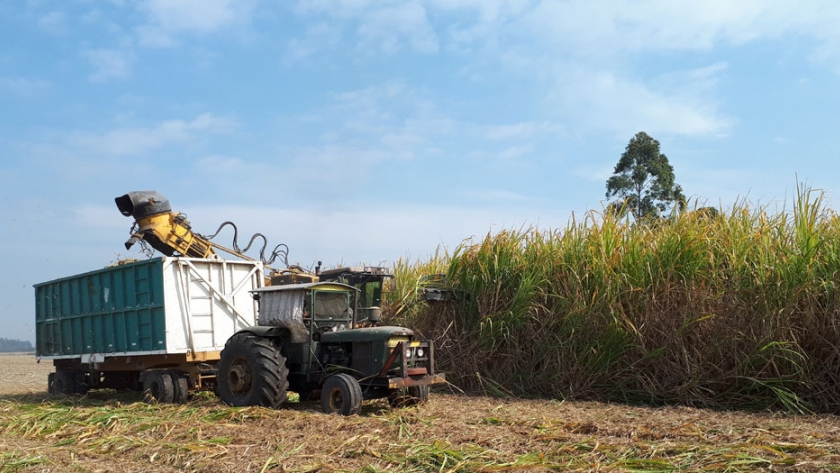 Ingenios de Santa Cruz destinan el 70% de la caña cosechada a la producción de azúcar