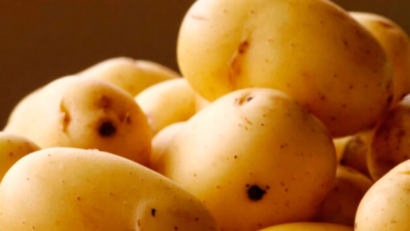El INTA siembra las primeras papas que no se oxidan