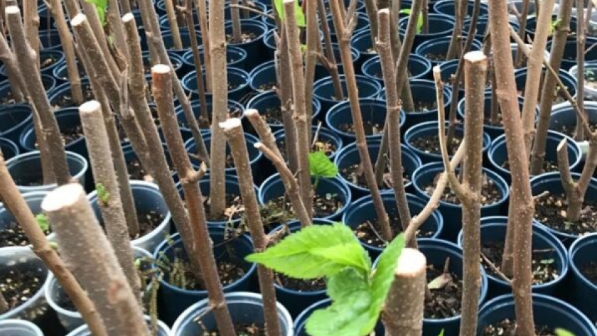 Impulsan la plantación de botón de oro, ramio y mora para alimentación animal