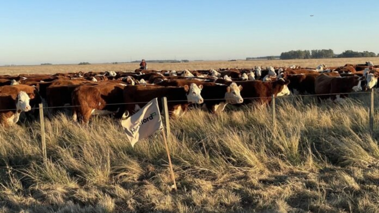 Ganadería y conservación: el programa PPP suma estancias fueguinas al manejo sostenible