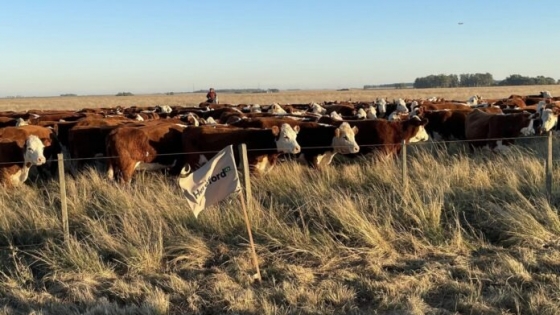 Ganadería y conservación: el programa PPP suma estancias fueguinas al manejo sostenible