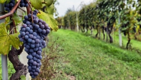 Destacan el valor de la vitivinicultura como el complejo agroalimentario exportador que más valor agregado y empleo genera