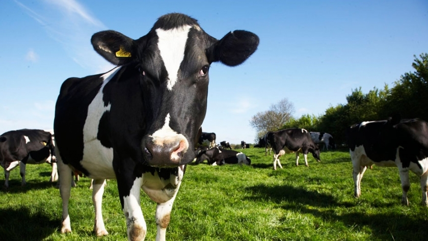 Programa Calf & Heifer: nuevo abordaje para la crianza de animales en tambos
