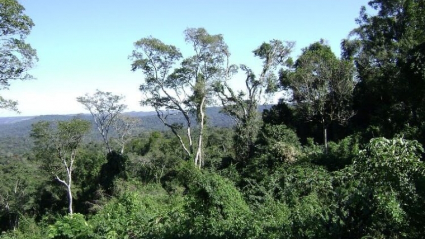 Investigadores de la UNLP estudian la forma de disminuir el impacto de la producción forestal sobre la biodiversidad en Misiones
