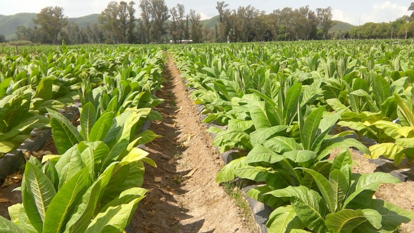 Margen Bruto por hectárea de tabaco Virginia con riego por goteo 