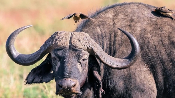 La cría de búfalos en Argentina: Una industria en crecimiento