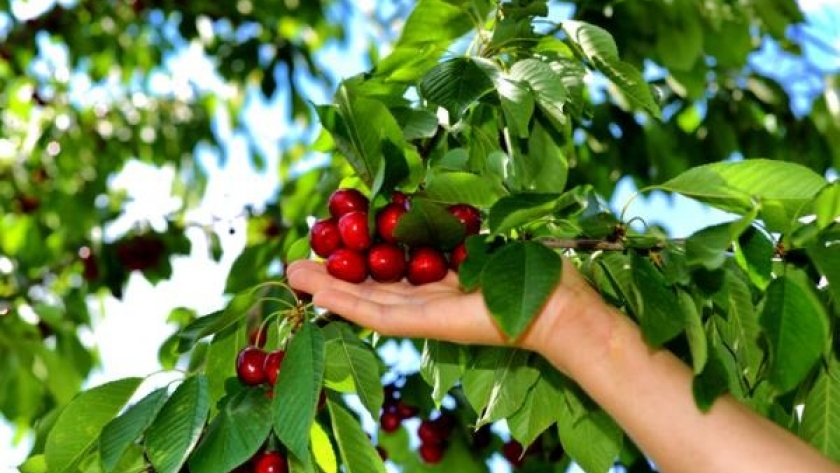 Se aprobó la Denominación de Origen de “Cereza del Valle de Los Antiguos – Patagonia”
