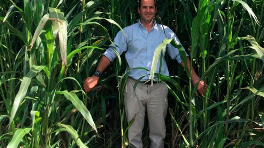 Primavera seca: los tips para no fallar en la siembra de sorgo y maíz