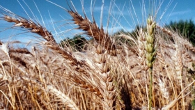 Tucumán: productores trigueros reportan pérdidas del 80%