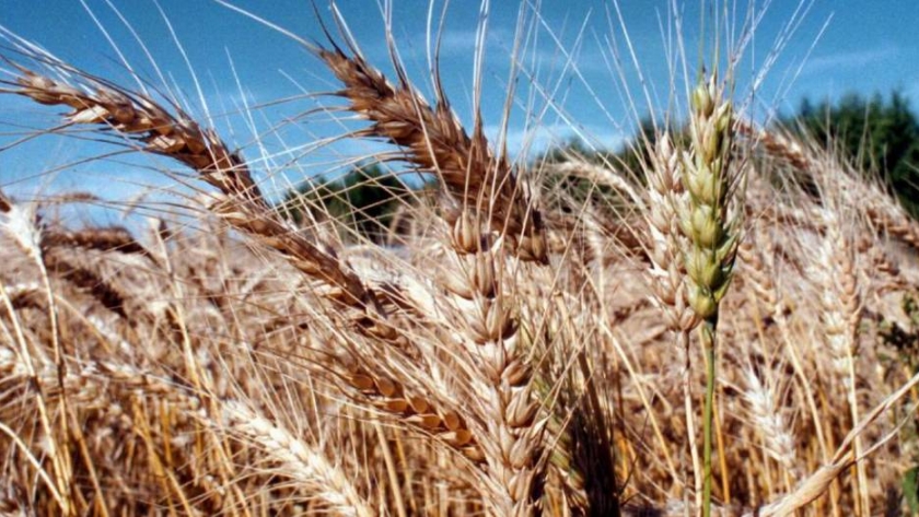 Tucumán: productores trigueros reportan pérdidas del 80%
