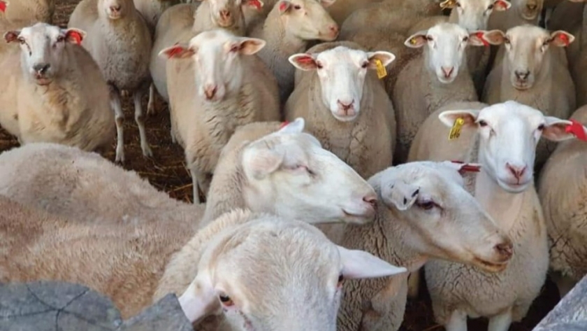 La Asociación Argentina de Criadores de Pampinta lleva sus mejores ejemplares a AgroActiva Ganadera
