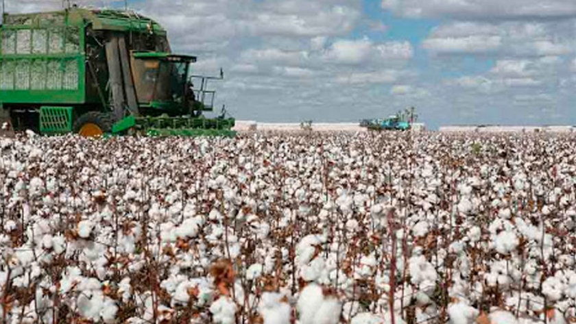 Se extiende hasta el 15 de diciembre la fecha de siembra de algodón en Chaco