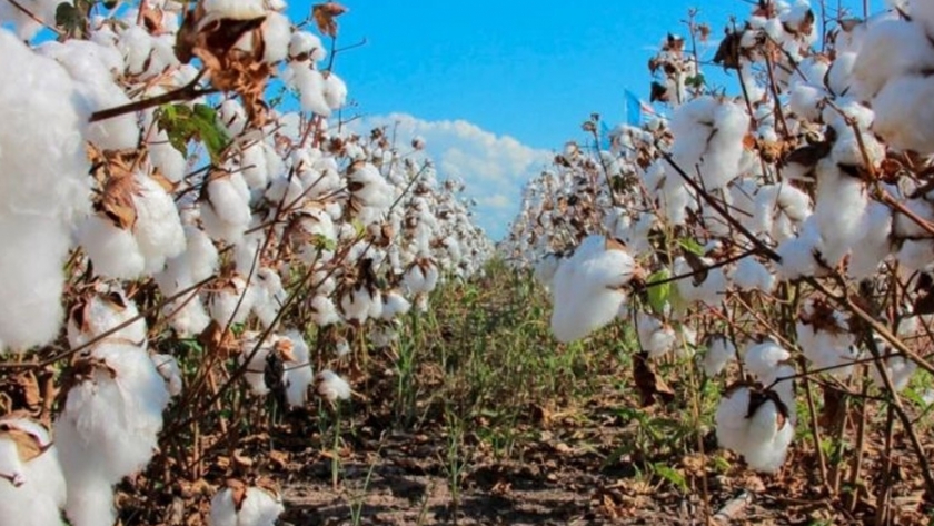 El gobierno acompaña la producción experimental de algodón orgánico en la zona de Las Palmas