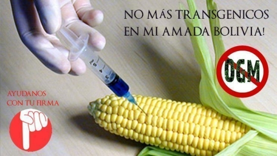 Bolivia dio marcha atrás con la aprobación de cultivos transgénicos: Quejas de los productores porque el maíz modificado ingresa desde Argentina