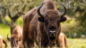 Los bisontes europeos regresan a España y activan una restauración ecológica sin precedentes