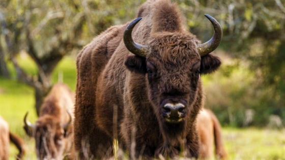 Los bisontes europeos regresan a España y activan una restauración ecológica sin precedentes