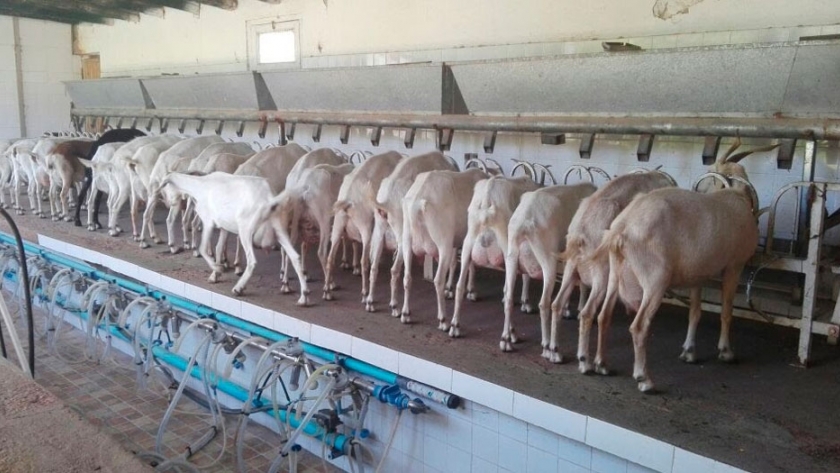 La Primera explora destinos en el exterior para llevar su leche de cabra