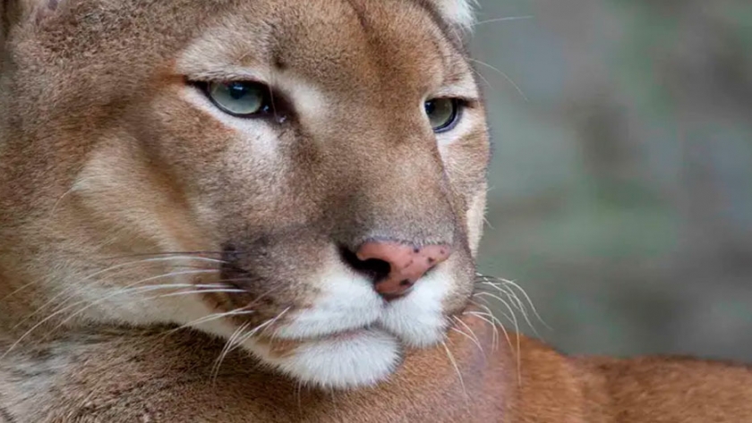 Diez animales icónicos de los parques nacionales argentinos