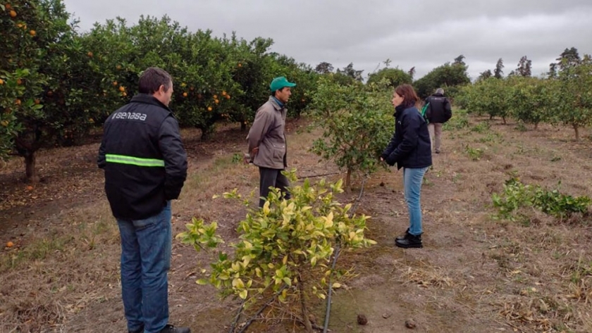 Detectaron insectos vectores de HLB en Santa Fe y buscan prevenir su dispersión en la provincia