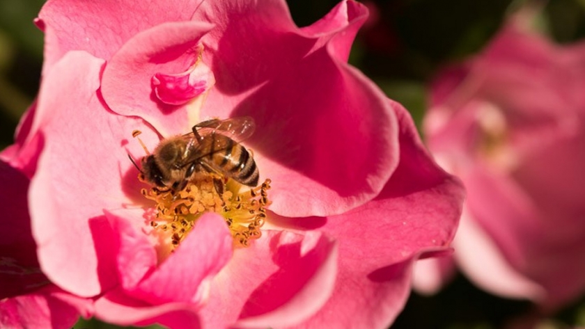 Una jornada para tener conciencia sobre la importancia de las abejas