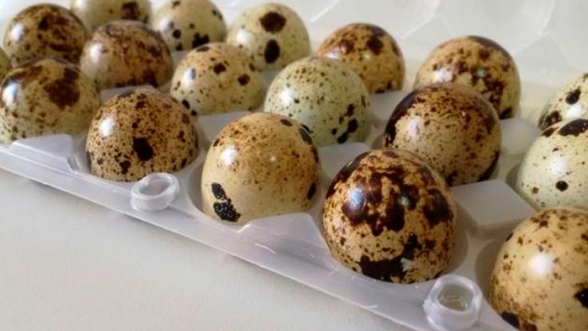 Huevos de codorniz, un alimento para combatir malestares