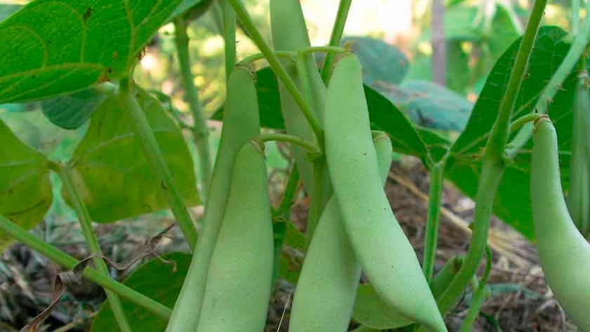 Daño mecánico en semillas de dos cultivares de poroto, impacto sobre la fisiología de la germinación