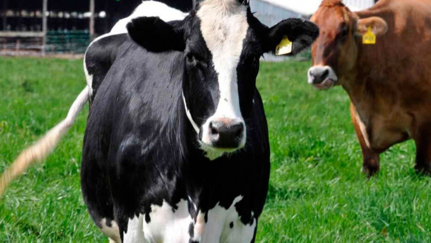 Investigadores aseguran que las vacas lecheras perdieron variabilidad genética y son menos fértiles