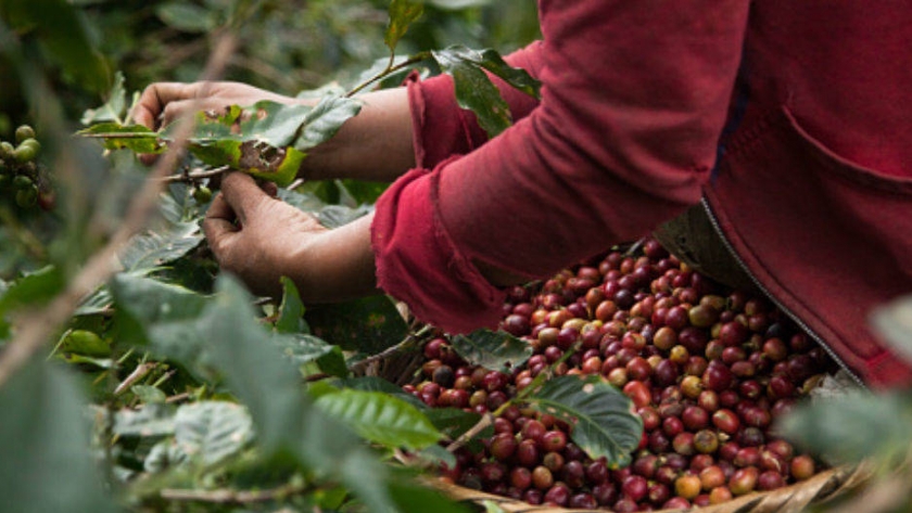 Producción de café de Colombia sube a 1,08 millones de sacos en enero según la federación