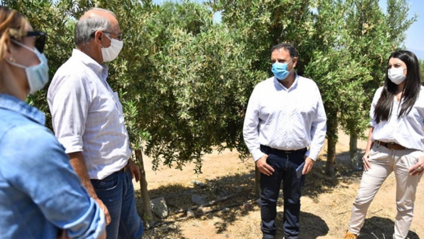El Gobierno Provincial destacó la importante producción de aceite de oliva en Chilecito