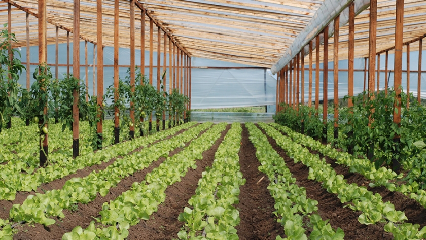 Aprueban proyectos para el sector hortícola en Chaco