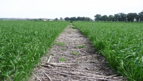 Entre Ríos: dispar rendimiento del trigo por lluvias escasas, sequía y heladas tardías